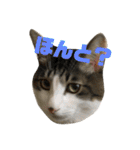 うちのねこたち日常会話（個別スタンプ：17）