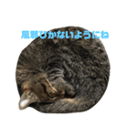 うちのねこたち日常会話（個別スタンプ：30）