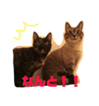 うちのねこたち日常会話（個別スタンプ：36）