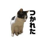うちのねこたち日常会話（個別スタンプ：38）