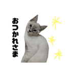 うちのねこたち日常会話（個別スタンプ：39）