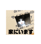 うちのねこたち日常会話（個別スタンプ：40）