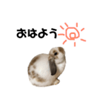 うさぎのテール（個別スタンプ：1）