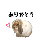 うさぎのテール（個別スタンプ：5）