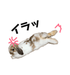 うさぎのテール（個別スタンプ：14）