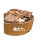 お嬢きなこのスタンプ（個別スタンプ：13）