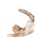 お嬢きなこのスタンプ（個別スタンプ：15）