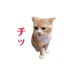 お嬢きなこのスタンプ（個別スタンプ：16）