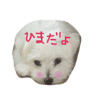 マルチーズのマシュです！Part3（個別スタンプ：8）