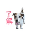ジャックラッセルのジャックです（個別スタンプ：1）
