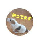 ジャックラッセルのジャックです（個別スタンプ：3）