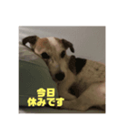 ジャックラッセルのジャックです（個別スタンプ：7）