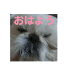 ケモォの犬【完全版】※おまけつき（個別スタンプ：1）