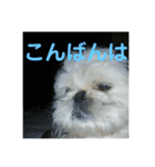 ケモォの犬【完全版】※おまけつき（個別スタンプ：3）