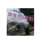 ケモォの犬【完全版】※おまけつき（個別スタンプ：6）
