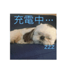 ケモォの犬【完全版】※おまけつき（個別スタンプ：7）