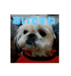 ケモォの犬【完全版】※おまけつき（個別スタンプ：8）