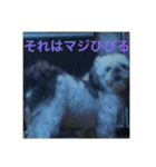 ケモォの犬【完全版】※おまけつき（個別スタンプ：10）