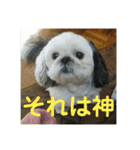 ケモォの犬【完全版】※おまけつき（個別スタンプ：11）
