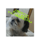 ケモォの犬【完全版】※おまけつき（個別スタンプ：12）