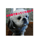 ケモォの犬【完全版】※おまけつき（個別スタンプ：13）