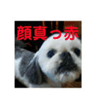 ケモォの犬【完全版】※おまけつき（個別スタンプ：14）