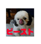 ケモォの犬【完全版】※おまけつき（個別スタンプ：15）