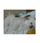 ケモォの犬【完全版】※おまけつき（個別スタンプ：16）