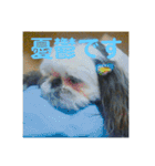 ケモォの犬【完全版】※おまけつき（個別スタンプ：17）