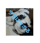 ケモォの犬【完全版】※おまけつき（個別スタンプ：18）
