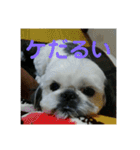 ケモォの犬【完全版】※おまけつき（個別スタンプ：19）