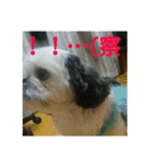 ケモォの犬【完全版】※おまけつき（個別スタンプ：20）