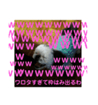 ケモォの犬【完全版】※おまけつき（個別スタンプ：21）