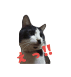 チョビ 1（個別スタンプ：5）