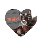 黒猫タンゴさん 1（個別スタンプ：1）