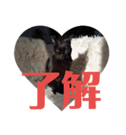 黒猫タンゴさん 1（個別スタンプ：3）