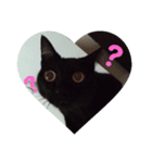 黒猫タンゴさん 1（個別スタンプ：6）