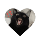 黒猫タンゴさん 1（個別スタンプ：7）