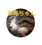 こだい使いやすいな、こだえらんね！part8（個別スタンプ：1）