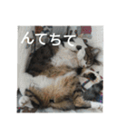 こだい使いやすいな、こだえらんね！part8（個別スタンプ：3）