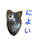 こだい使いやすいな、こだえらんね！part8（個別スタンプ：9）