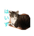 こだい使いやすいな、こだえらんね！part8（個別スタンプ：20）