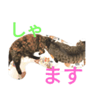 こだい使いやすいな、こだえらんね！part8（個別スタンプ：21）