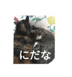 こだい使いやすいな、こだえらんね！part8（個別スタンプ：25）