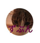 こだい使いやすいな、こだえらんね！part8（個別スタンプ：30）