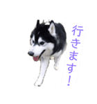 ハスキーのテリー 3（個別スタンプ：1）
