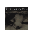 ハスキーのテリー 3（個別スタンプ：2）