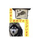 ハスキーのテリー 3（個別スタンプ：6）