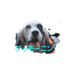 秋のセターズフェスティバル（個別スタンプ：3）