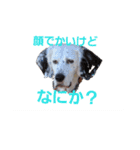 秋のセターズフェスティバル（個別スタンプ：4）
